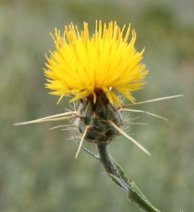 noxious weed yellow starthistle