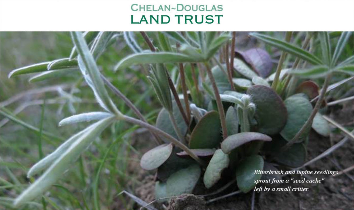 CDLT website