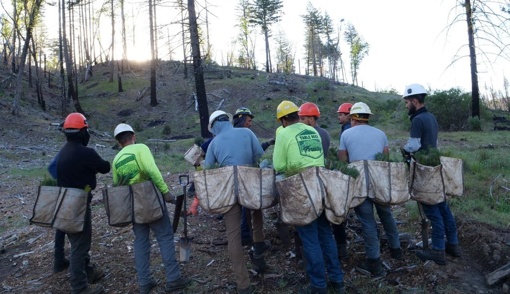Reforestation Efforts in the Mendocino National Forest