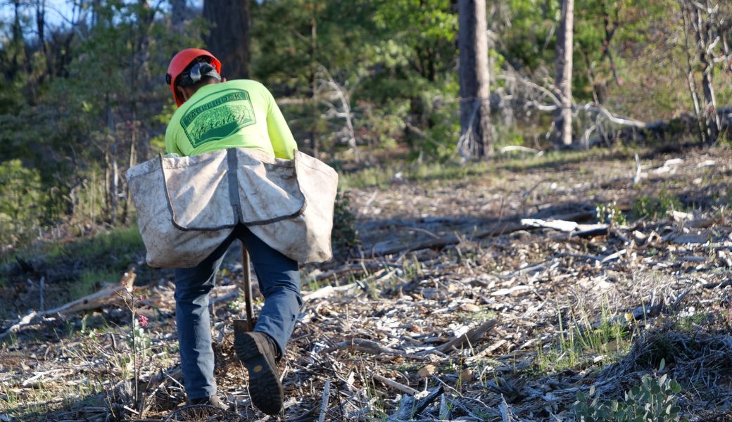 PROPS staff planting trees in the forest