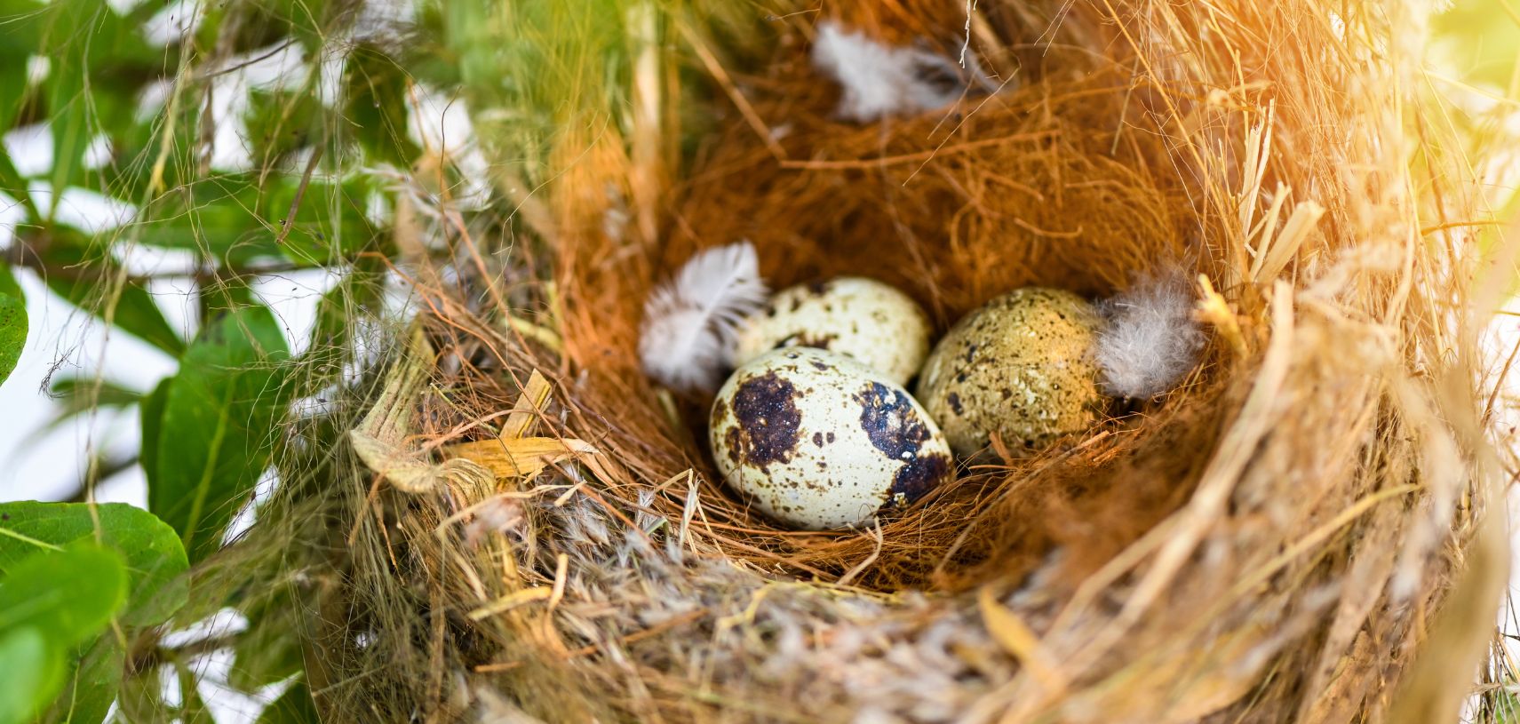 Look Before You Prune - Nesting Season