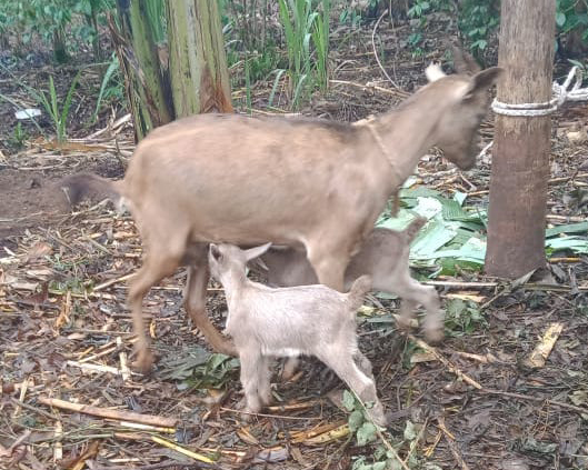 Alternate text Alternate text