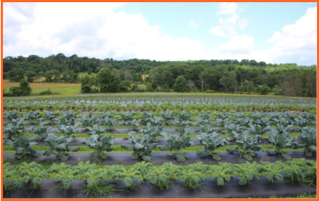 Picture of rows of vegetables at large farm