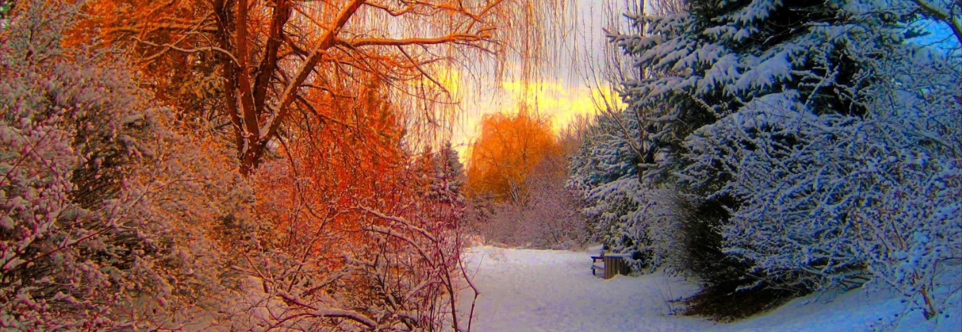 photo by aj povey. snowy woods in orange and blue