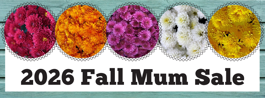 2026 Fall Mum Sale