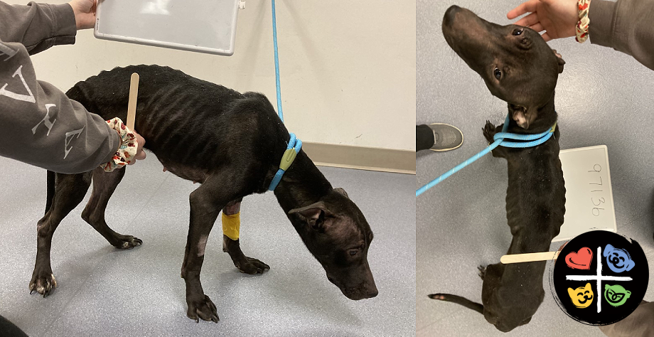 Emaciated Dog Found In Riverview Park - Humane Animal Rescue