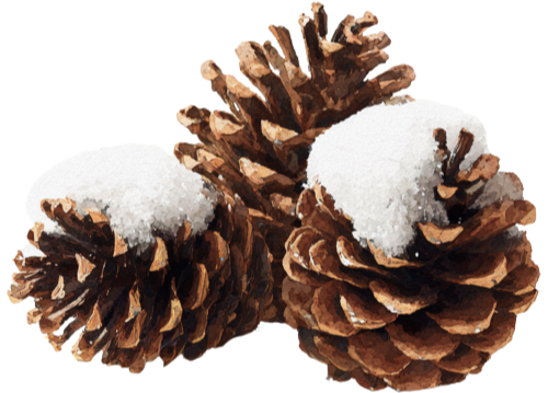pine cones with snow