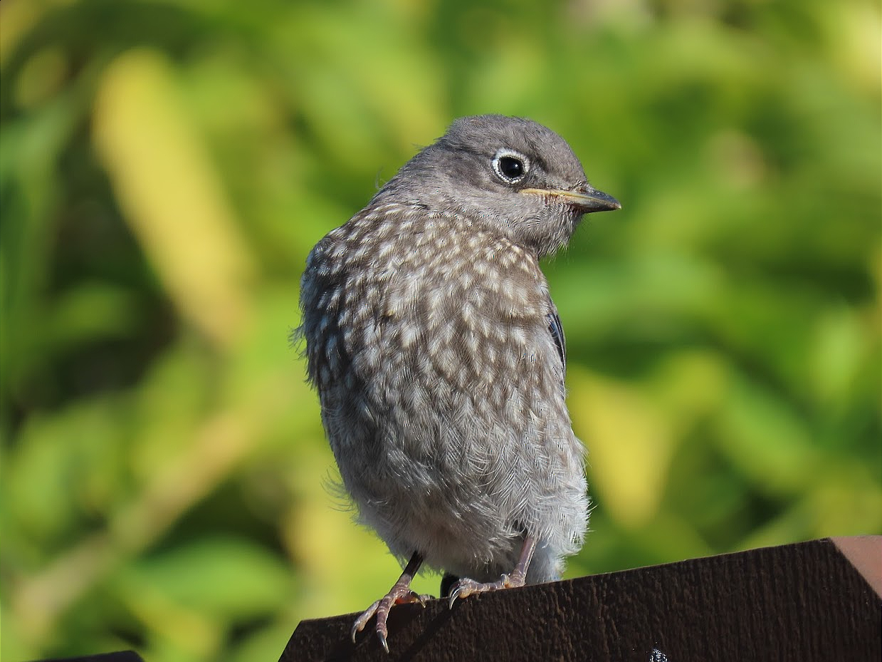 Juvenile Western Bluebird