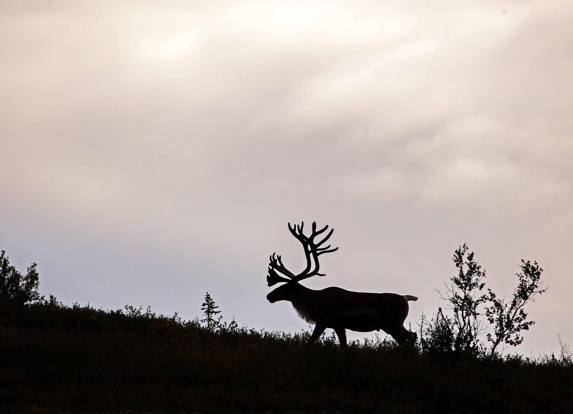 A caribou is silhouetted against the sky as it walks along a Ridgeline. 