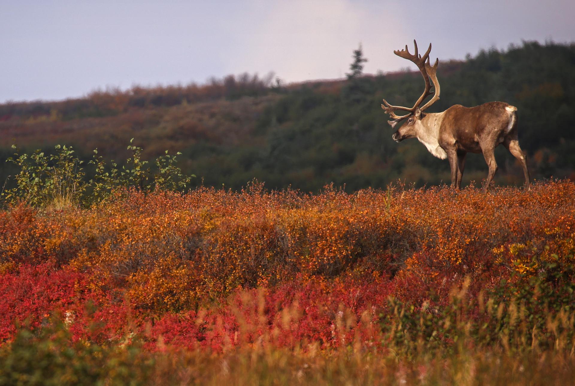 A caribou with large antlers walks along a ridge with red, burnt yellow and brown foliage.