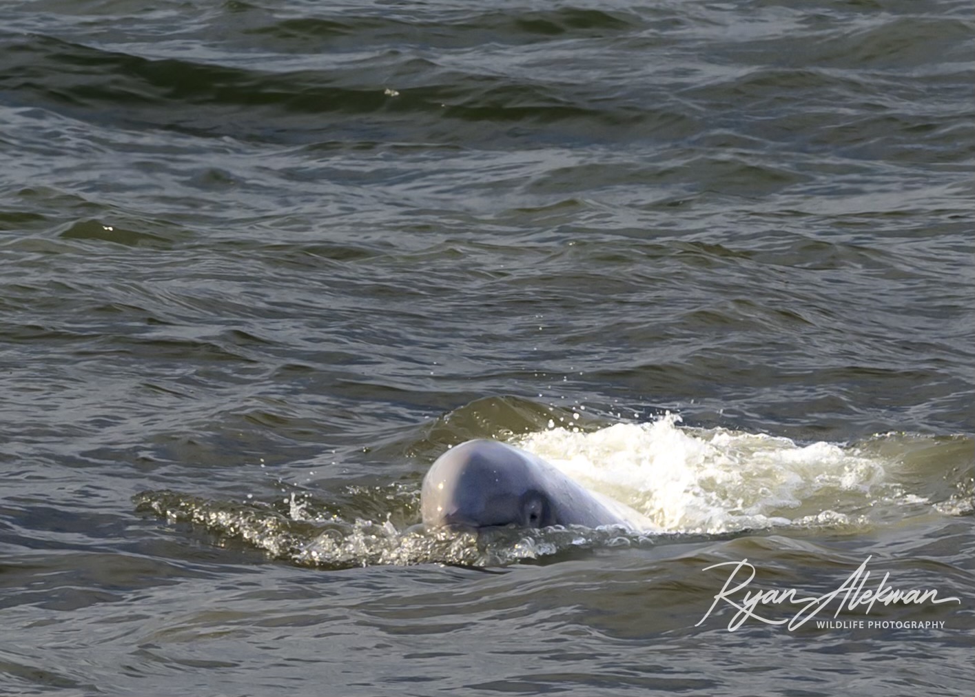 A beluga whale surfaces in muddy water.