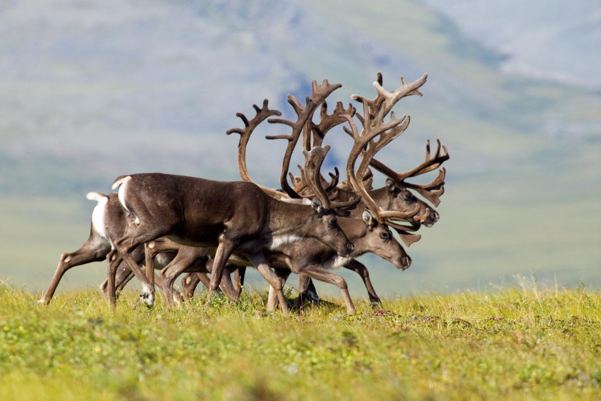 Between three to four caribou all trotting alongside each other appear in the center of the frame. Behind them is a summer mountainside. 