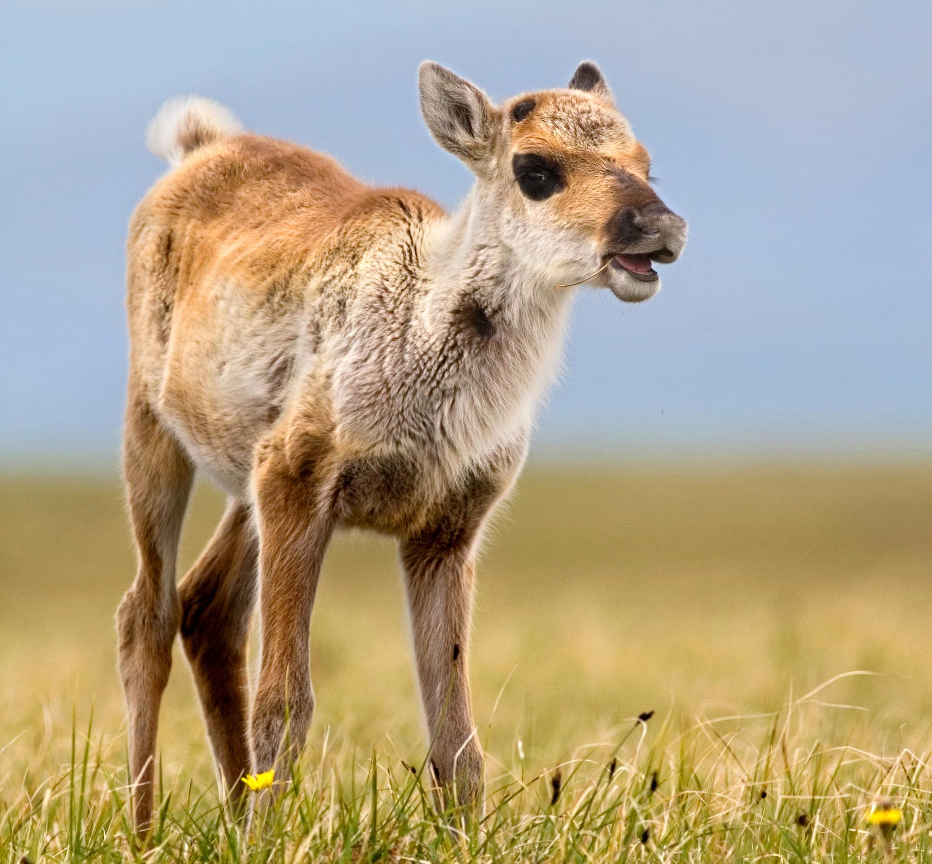 A caribou calf munches on tundra plants
