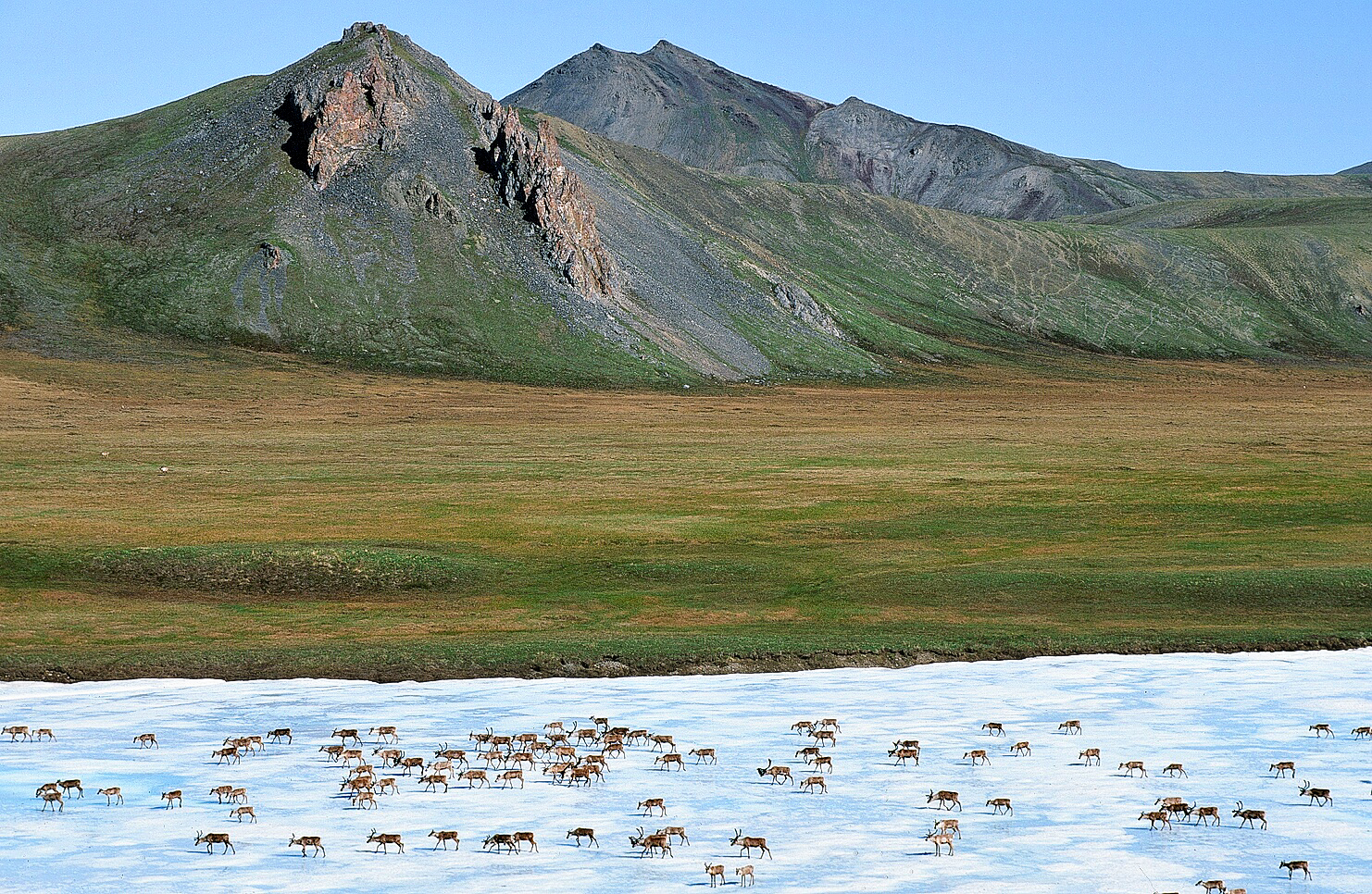 A landscape image that shows green and brown tundra and large rocky mountain peaks and ridges in the distance. In the foreground, walking on a large patch of snow, are at least 75 to 100 caribou moving to the left side of the frame.
