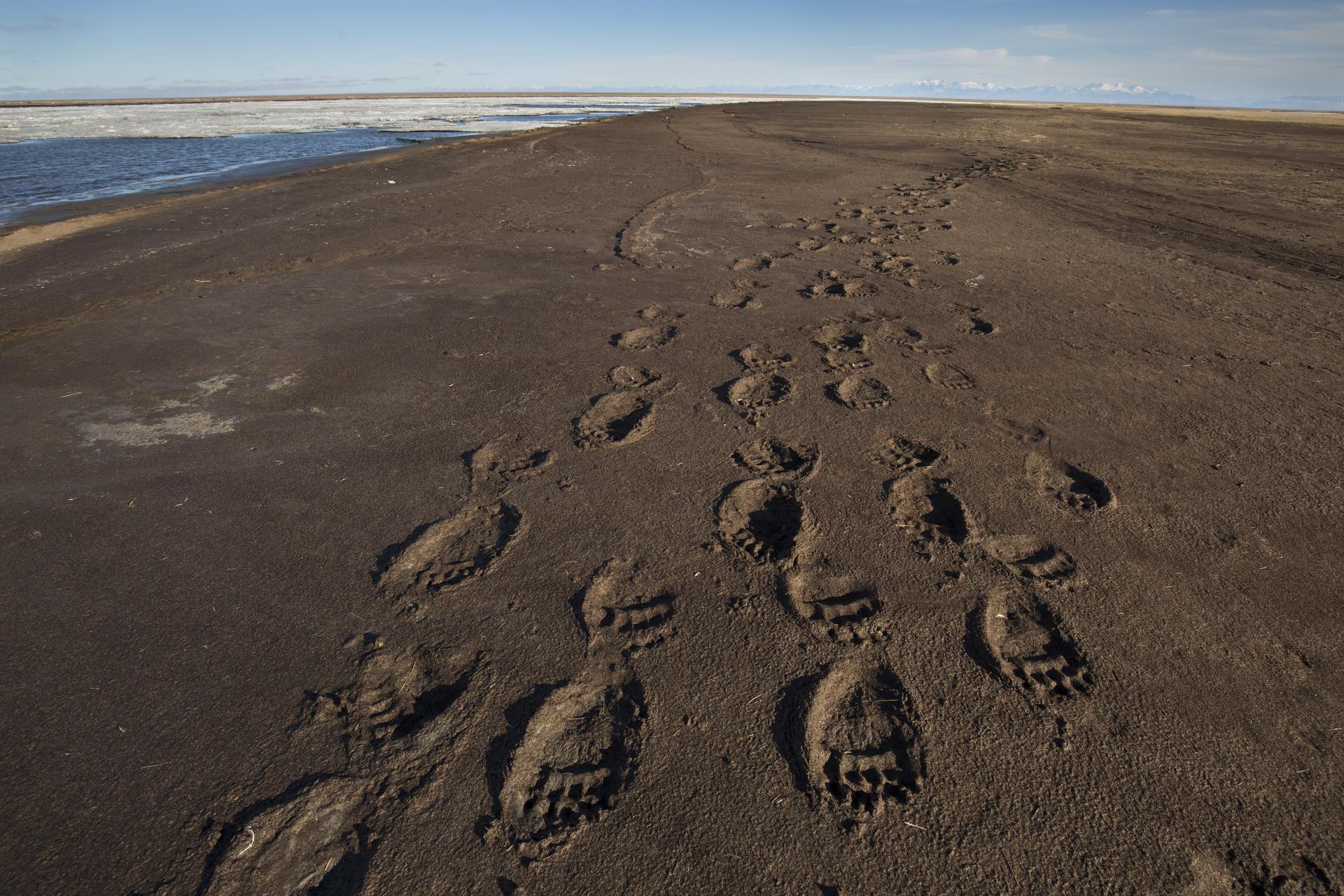 Grizzly bear tracks cover a swath of a dark brown beach. To the top left corner, there is blue water visible.