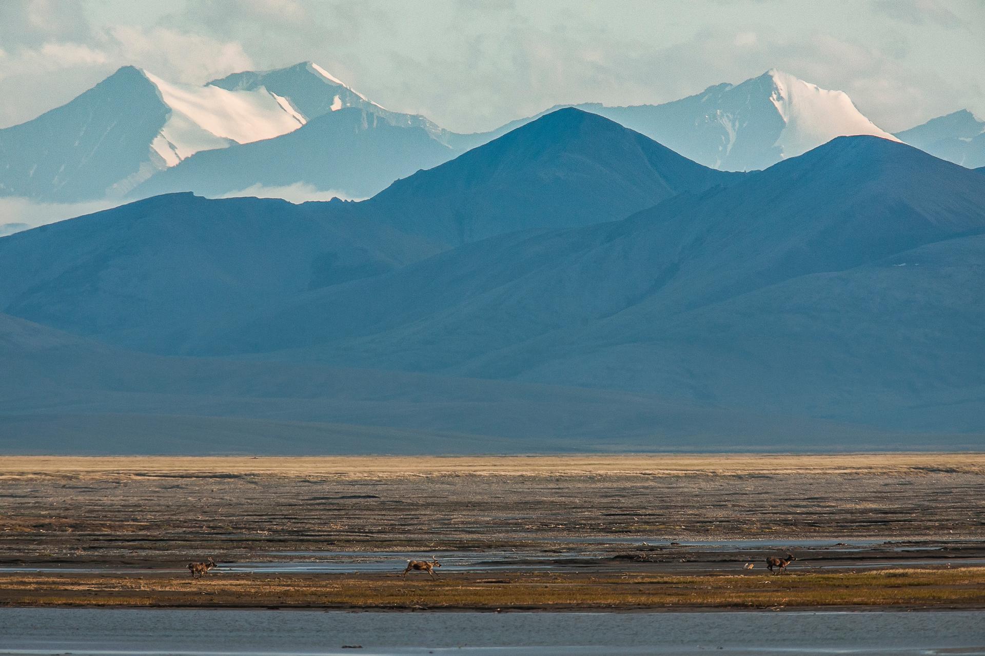 A sweeping landscape of mountains, tundra, and water cover the image. At front are three caribou running along a body of water, nearly blending into the brown and yellow dirt and grass. They look tiny in the frame as the mountains tower above.