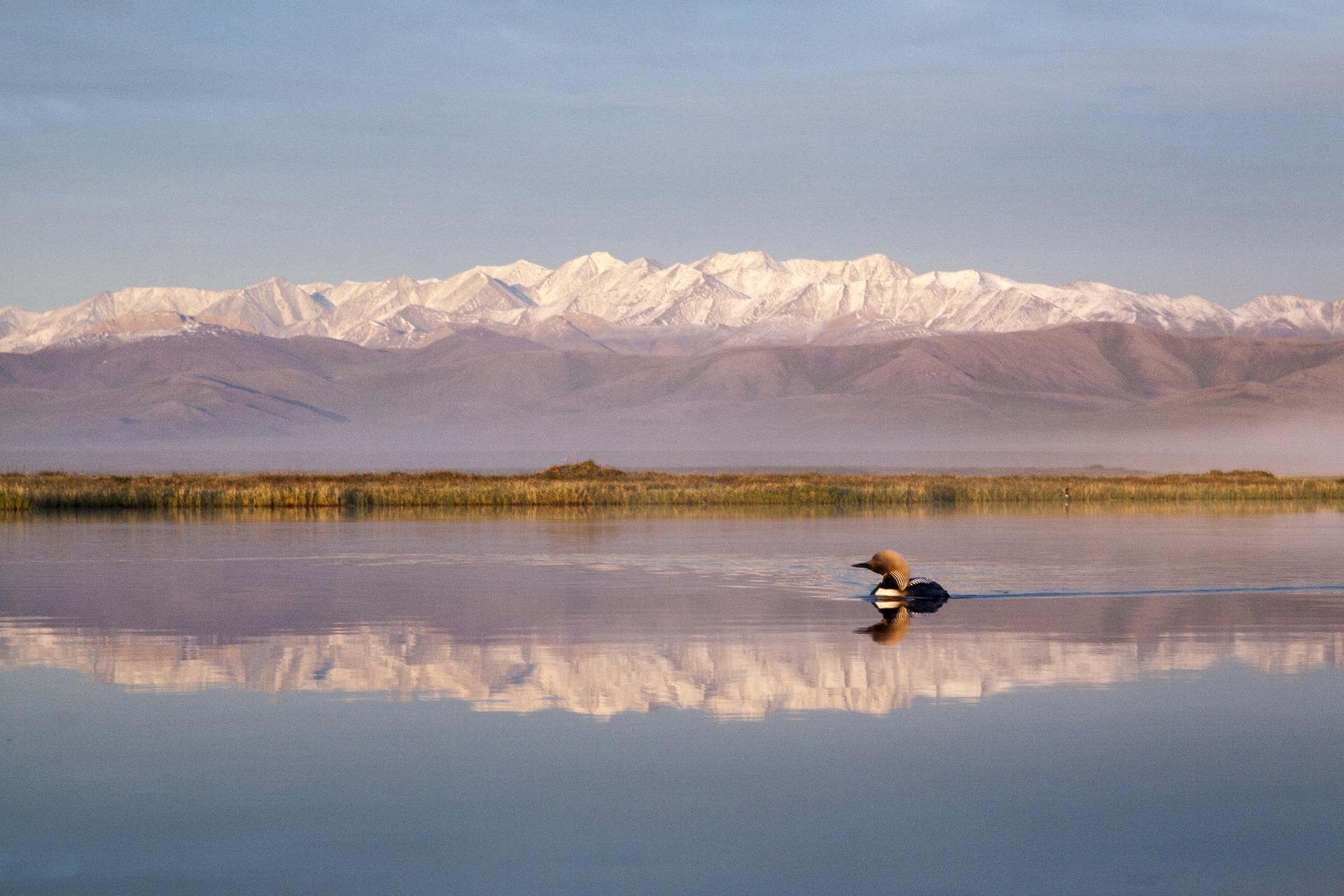 A pacific loon swims in a still lake. Behind it is a snowy and mountainous range. Both the loon and the pink mountains are reflected in the lake.