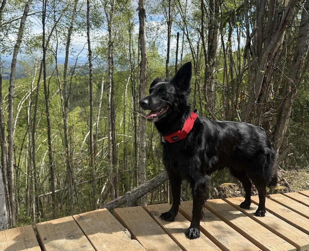 A black dog wearing a bright red collar stands on a wooden boardwalk and looks to the left with its tongue sticking out. Behind the dog are green skinny trees.