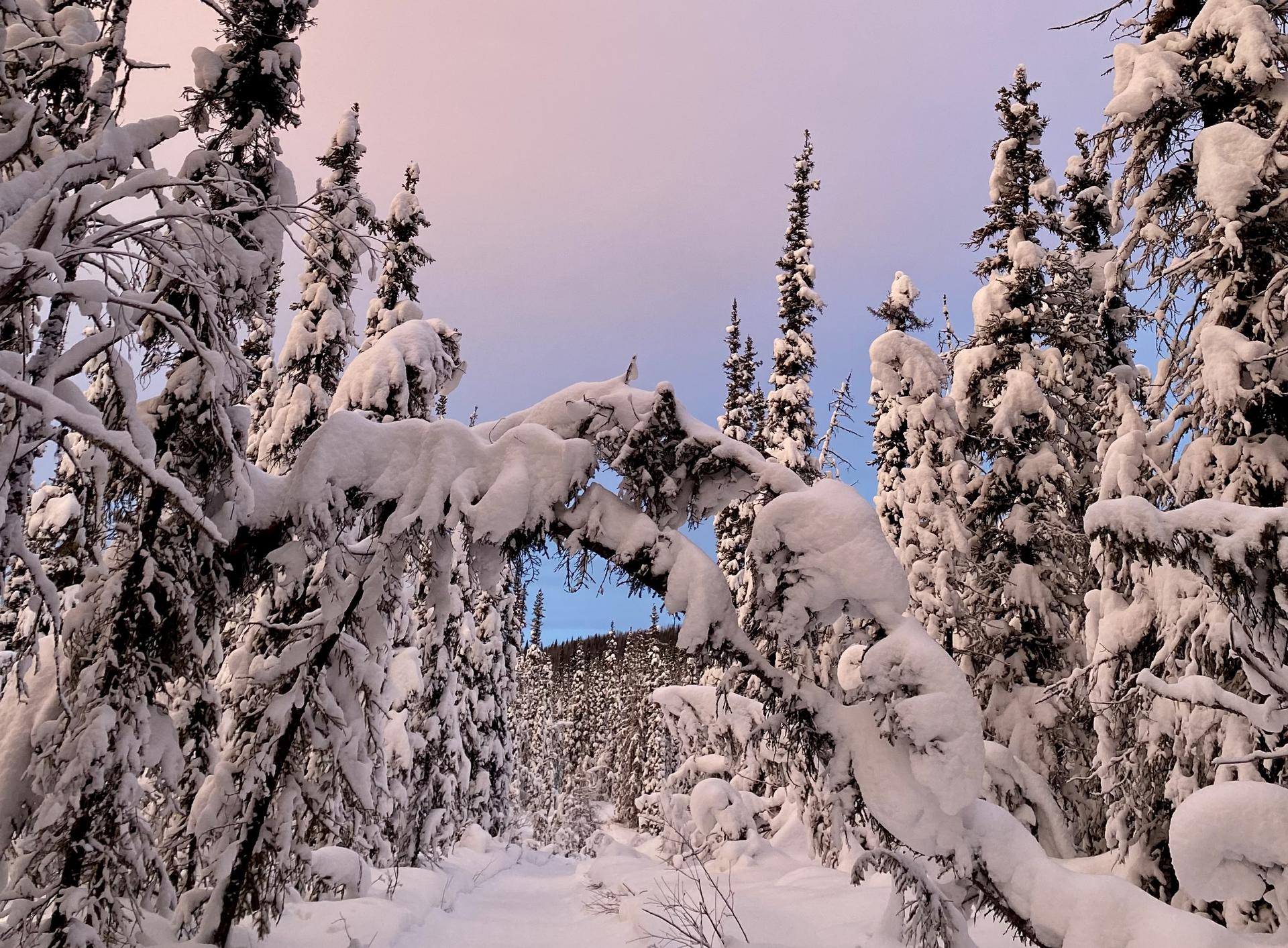 A forest of snowy skinny spruce trees engulf the photo. Behind the trees a layer of pastel pink and purple clouds are visible with an evening blue sky at the bottom of the horizon.
