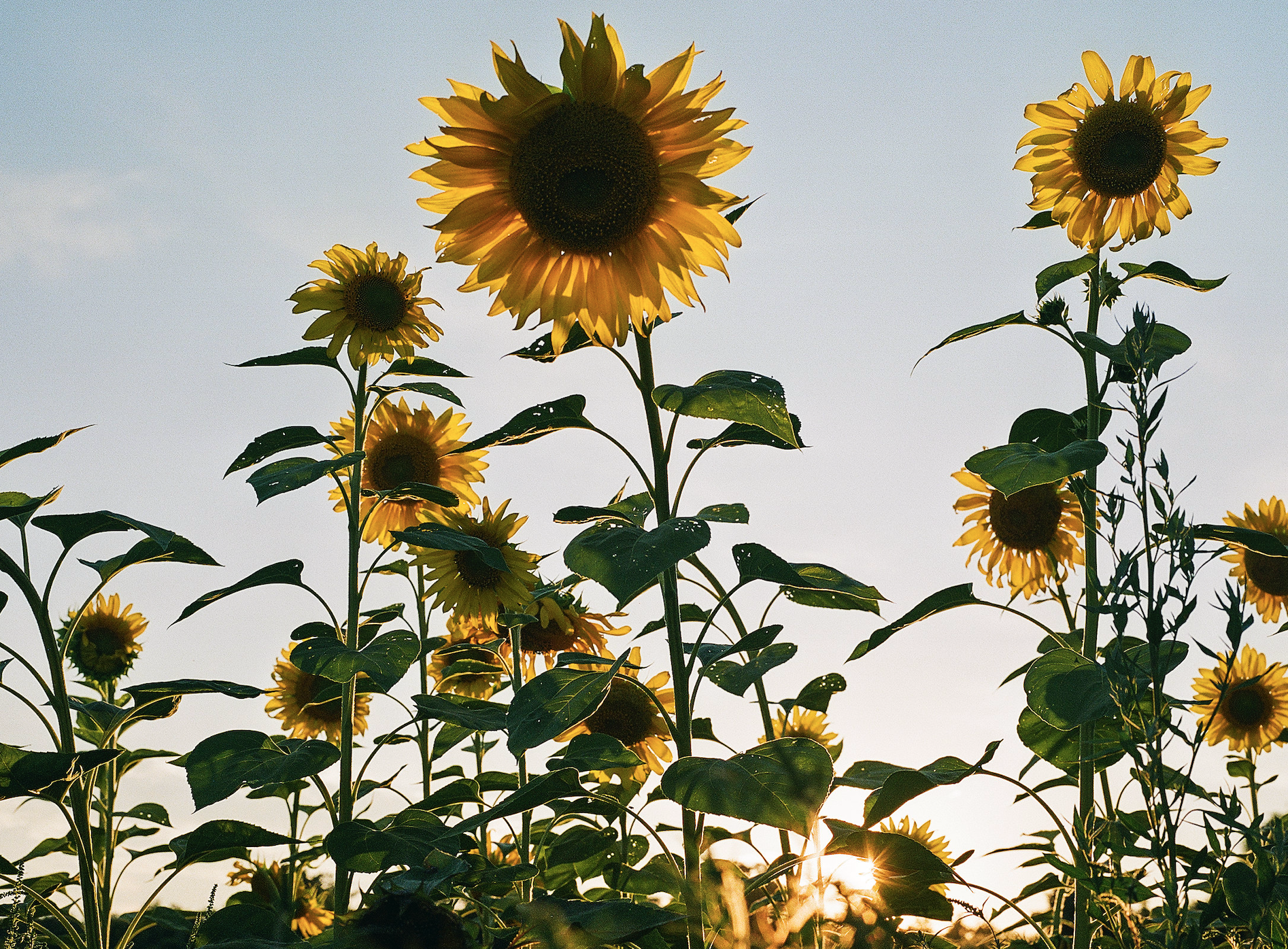 A field of sunflowers grow tall and are backlit by the sun