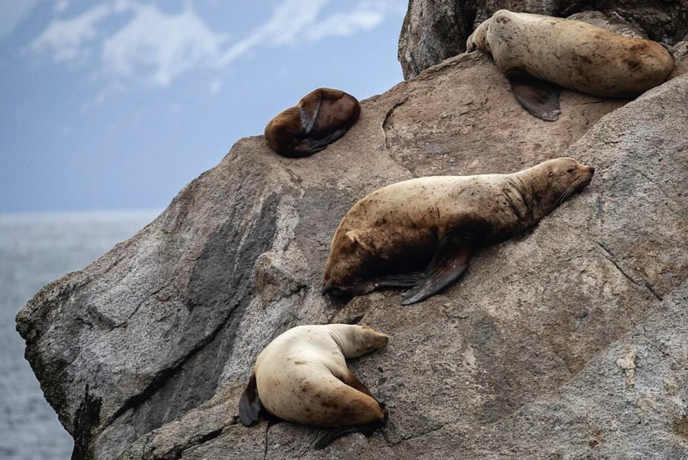Four Steller sea lions, of varying sizes and shades of brown, sleep on a rock above the ocean. A partially snowy mountainside is visibly in the background.