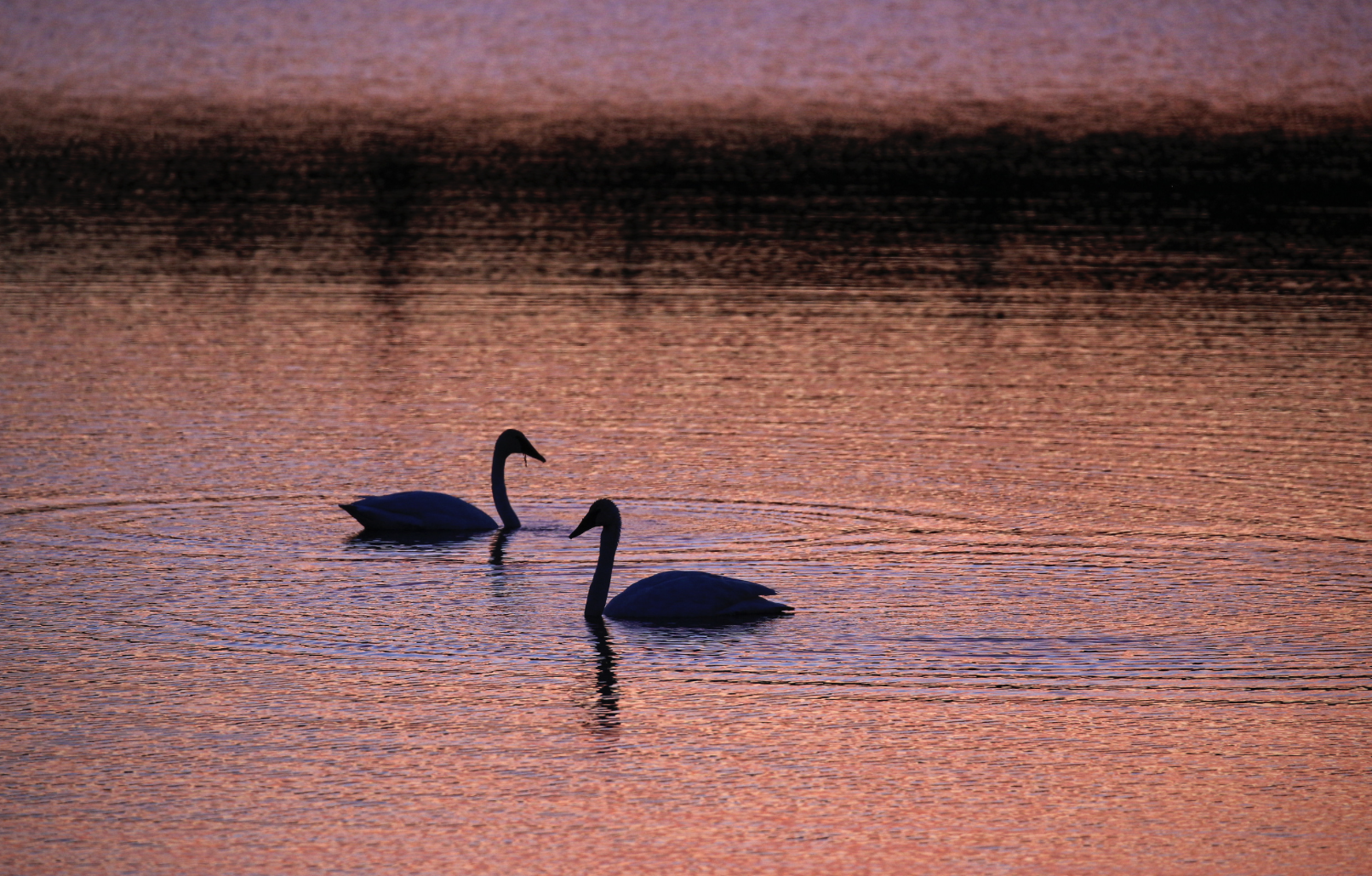 Two swans are silhouetted and facing each other as they swim and create ripples in the water. The sun is setting and casts an orange and pink hue on the water.