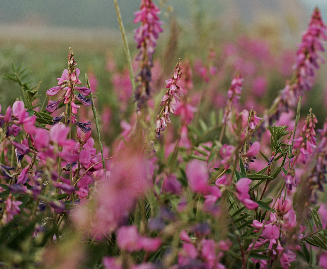 A close up image of a cluster of bright magenta fireweed plants. 