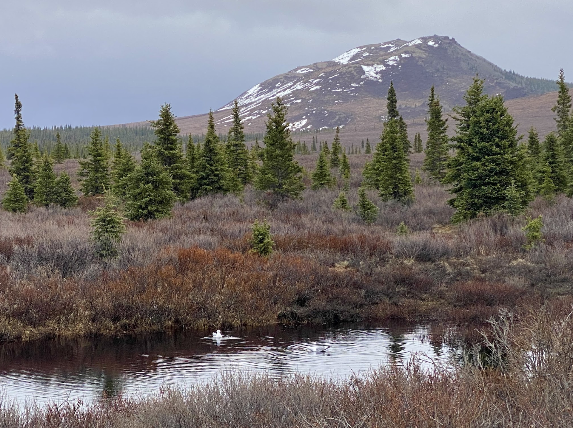 Two birds swim in a small lake in Denali National Park, surrounded by green spruce trees, willows (not in bloom yet) and in the distance is a partially snow mountain. The sky is overcast.