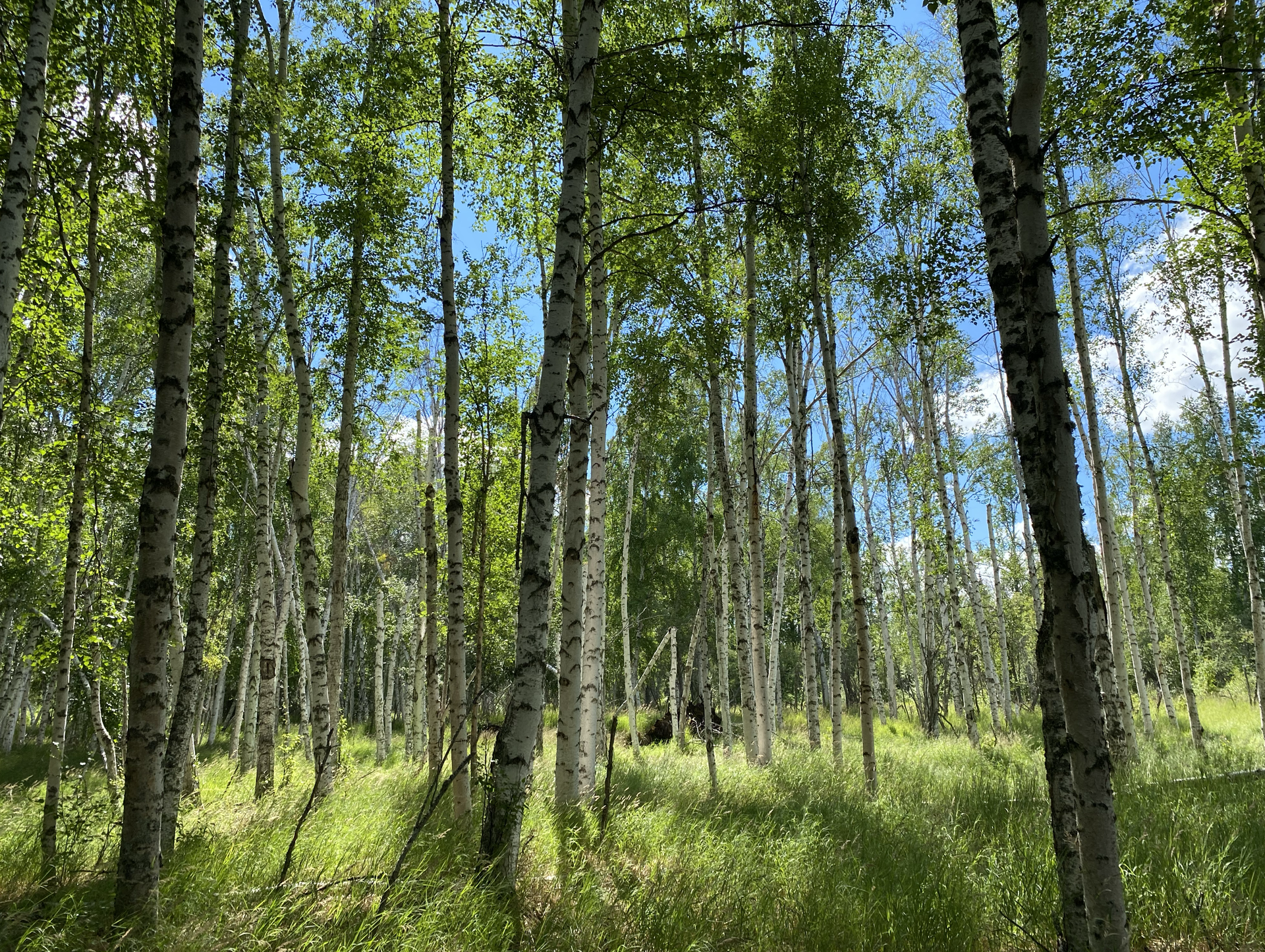A photo of bright green grass and tons of skinny birch trees. The area is so thick that the blue sky is hardly visible. 