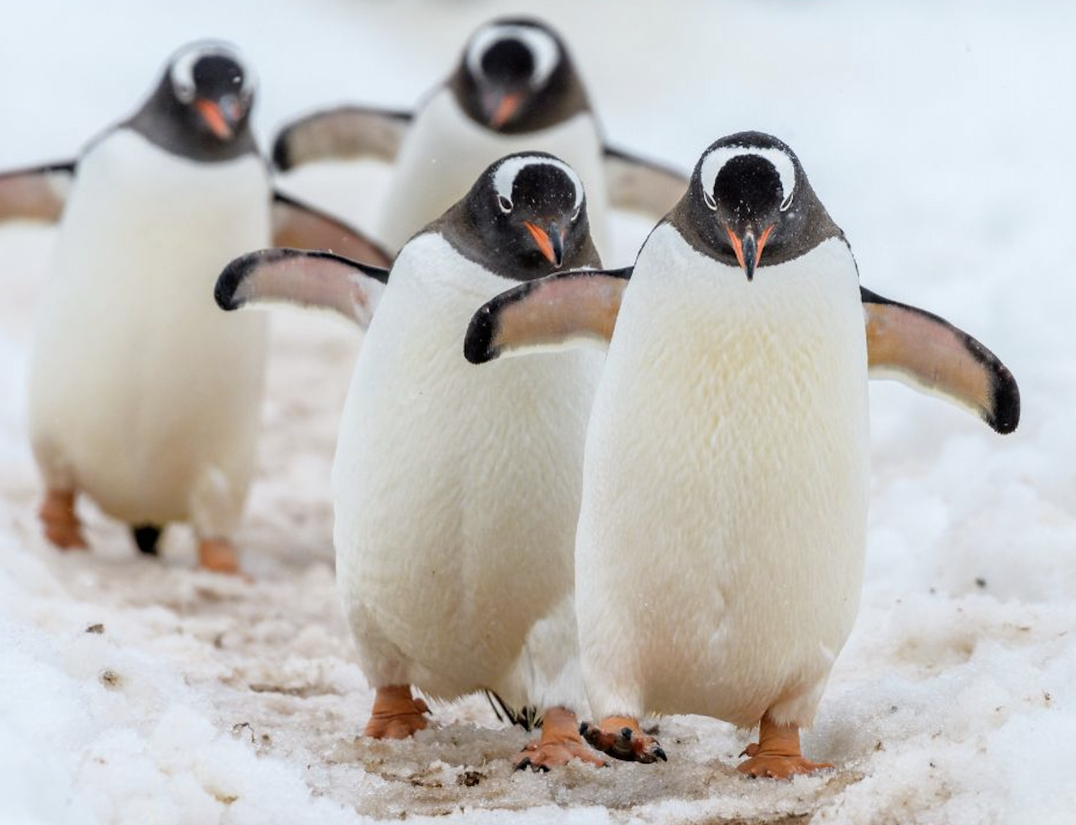 Four gentoo penguins waddle in the snow with their wings extended. Image from Canva.