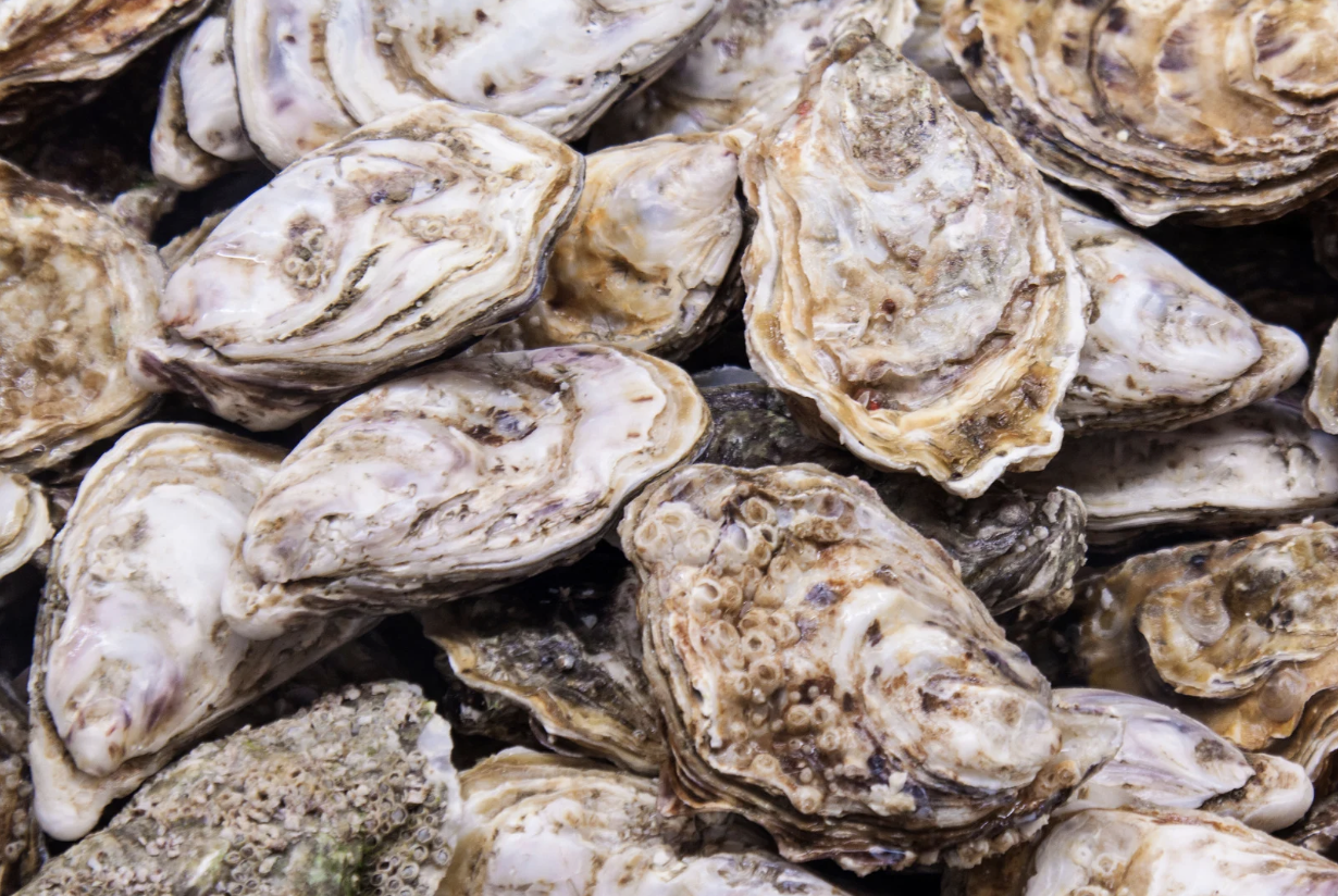 A detailed photograph of more than 15 oyster shells