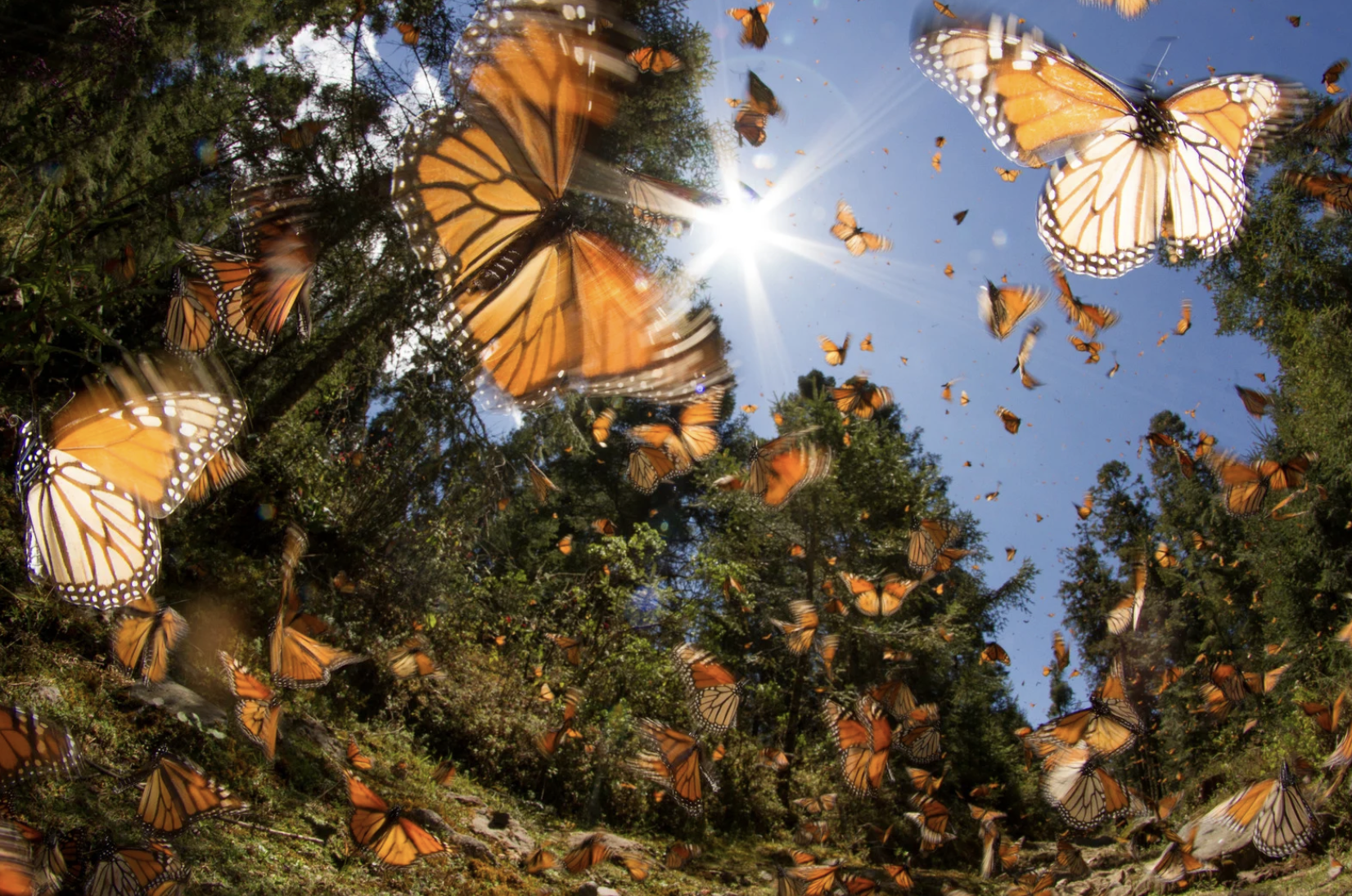 This is a photograph from Getty Images with motion blur of a swarm of Monarch butterflies.