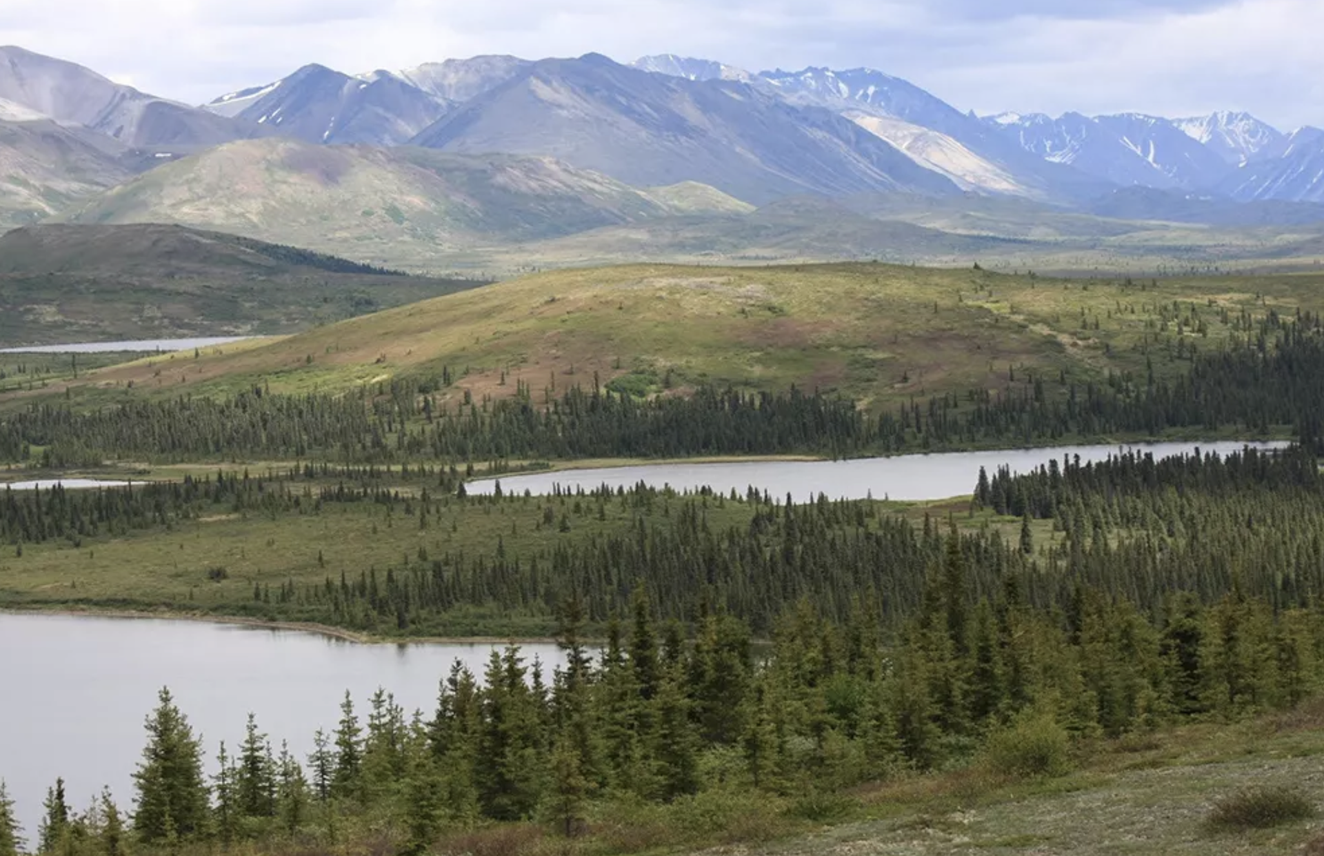 A landscape photo from Southwest Alaska of ponds, spruce tree forests, tundra and towering mountains