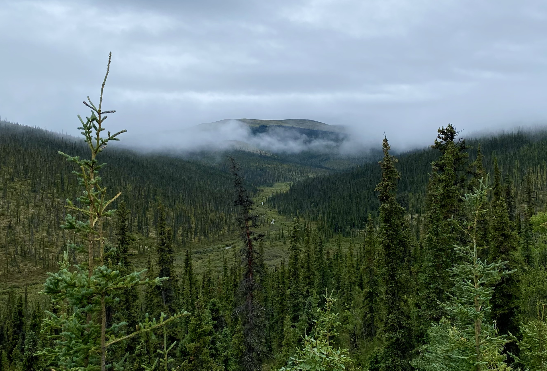 A heavily-forested valley expands to the horizon where there is a large hill in the clouds.