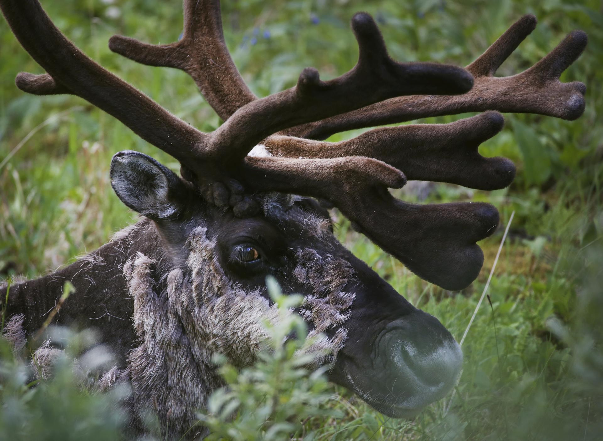 A close up image of a caribou surrounded by greenery and shrubs. Large, velveted antlers raise above its head and out of frame. One eyeball is visible and long eyelashes can be seen.