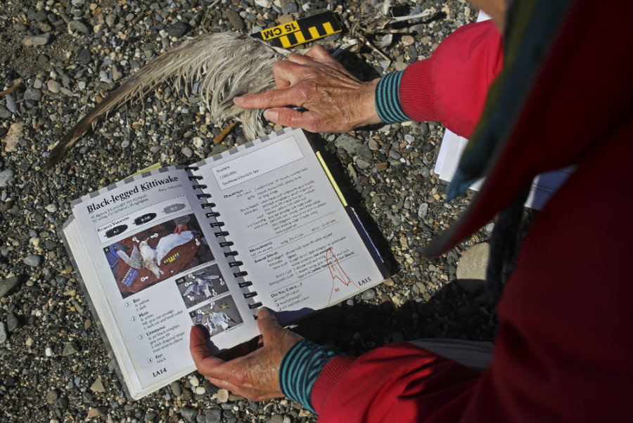 In this photo taken from above, a woman points to the wing of a deceased bird on a rocky beach as she compares it to a book on bird species. The page is opened to the Black-legged Kittiwake. 