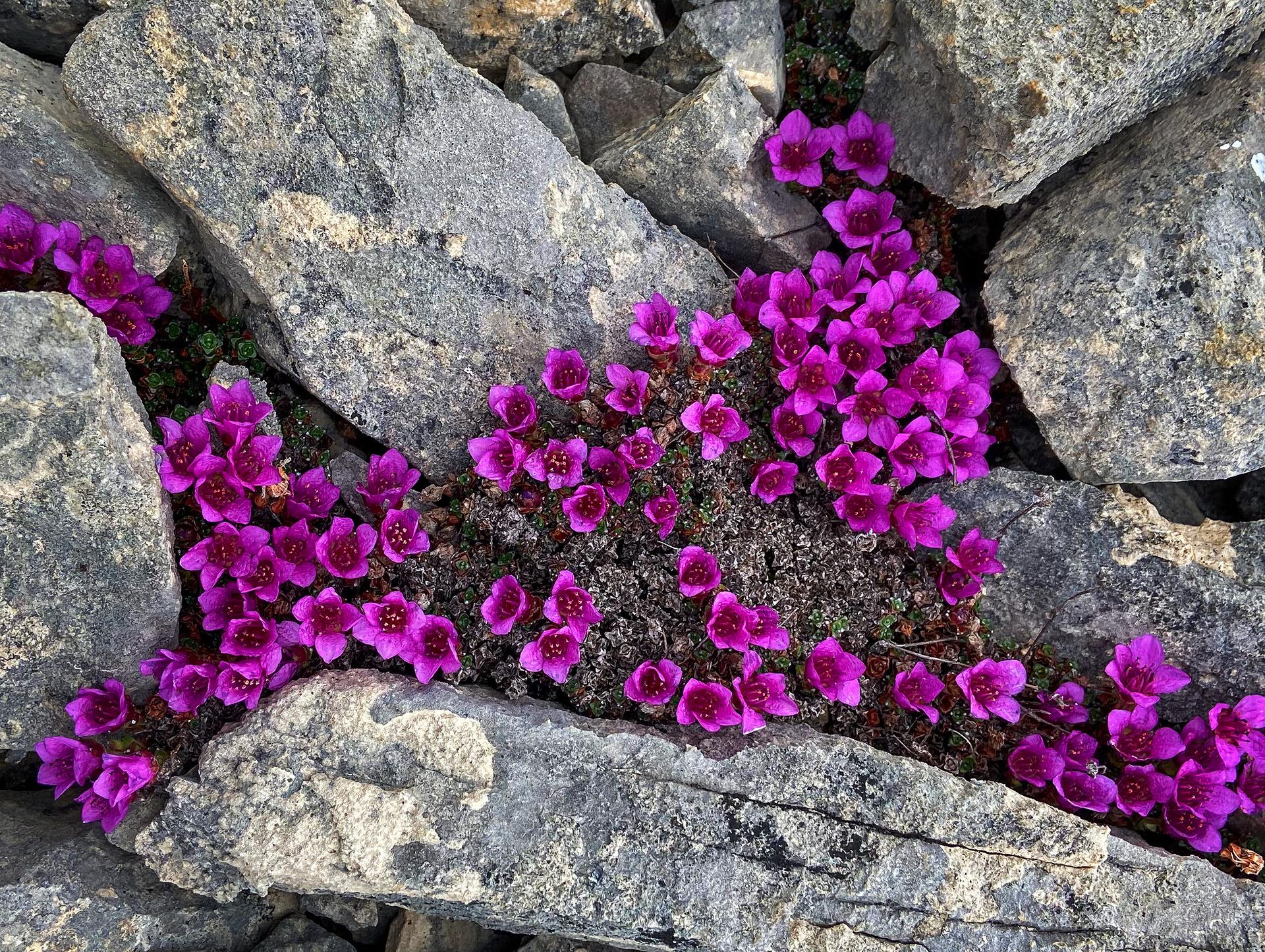 A cluster of small, vibrant magenta alpine wildflowers grow between grey jagged rocks.