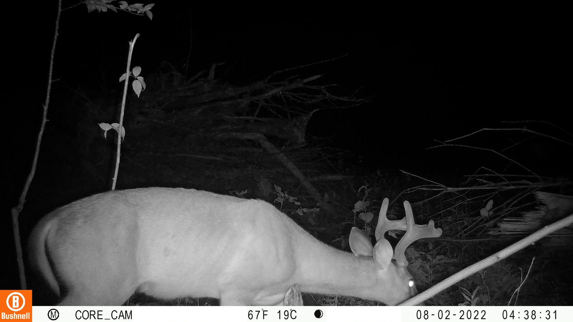 Latest News - Pisgah Conservancy