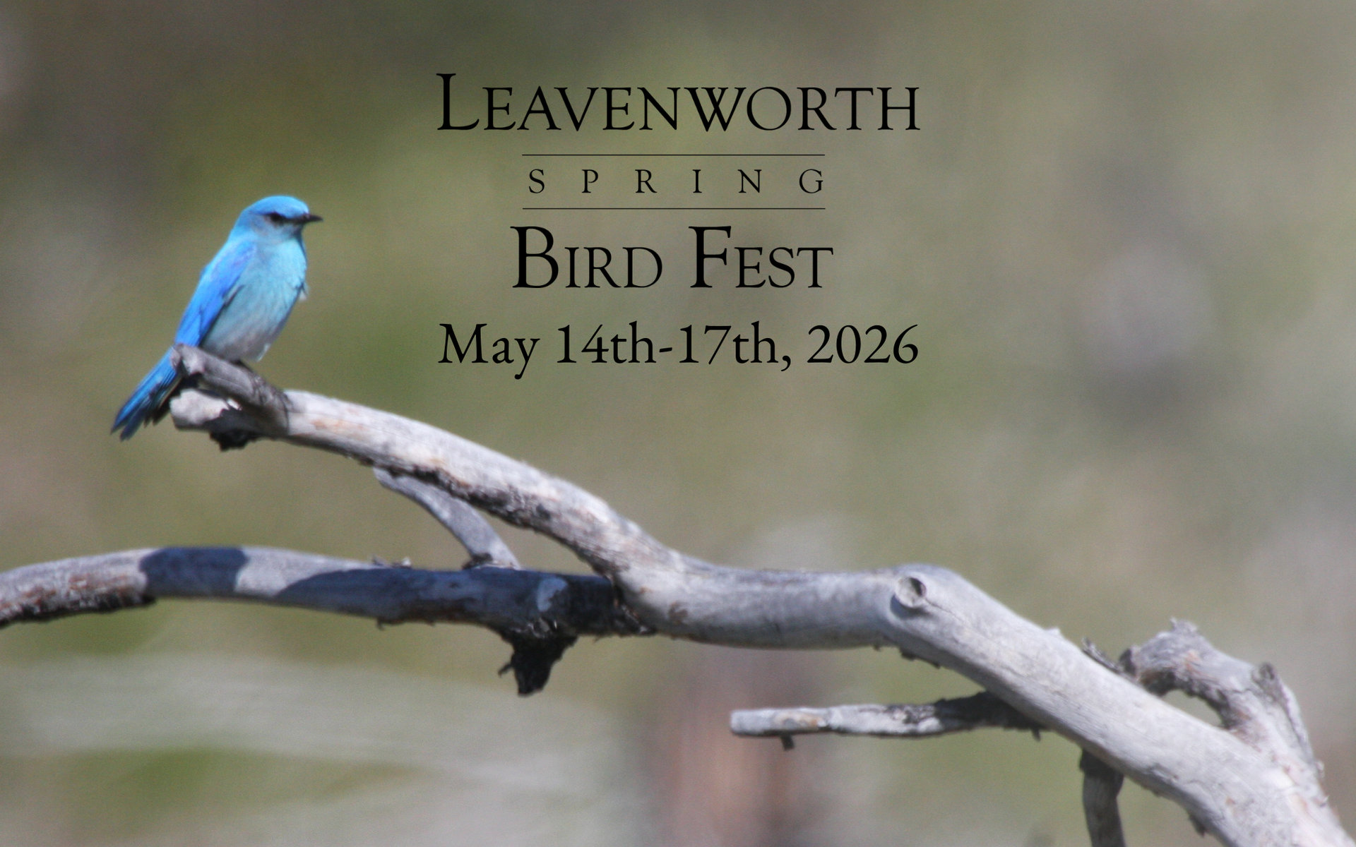 2026 Bird Fest postcard image