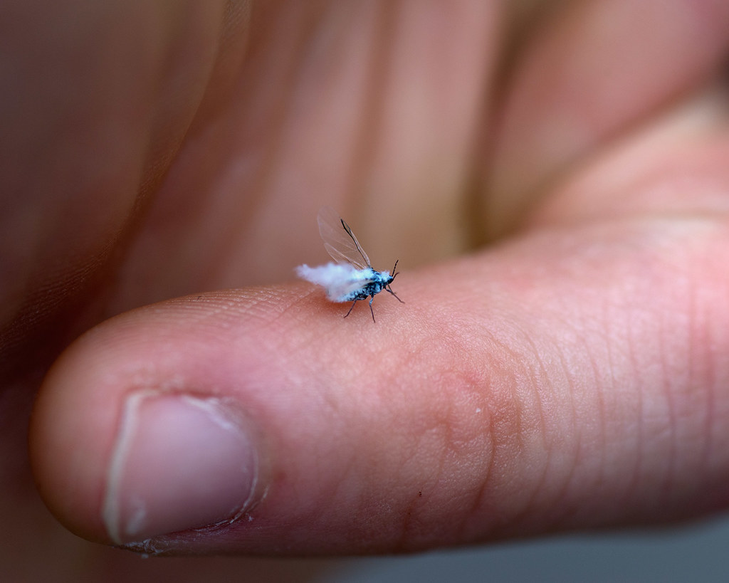 Image of woolly aphid on a person's thumb