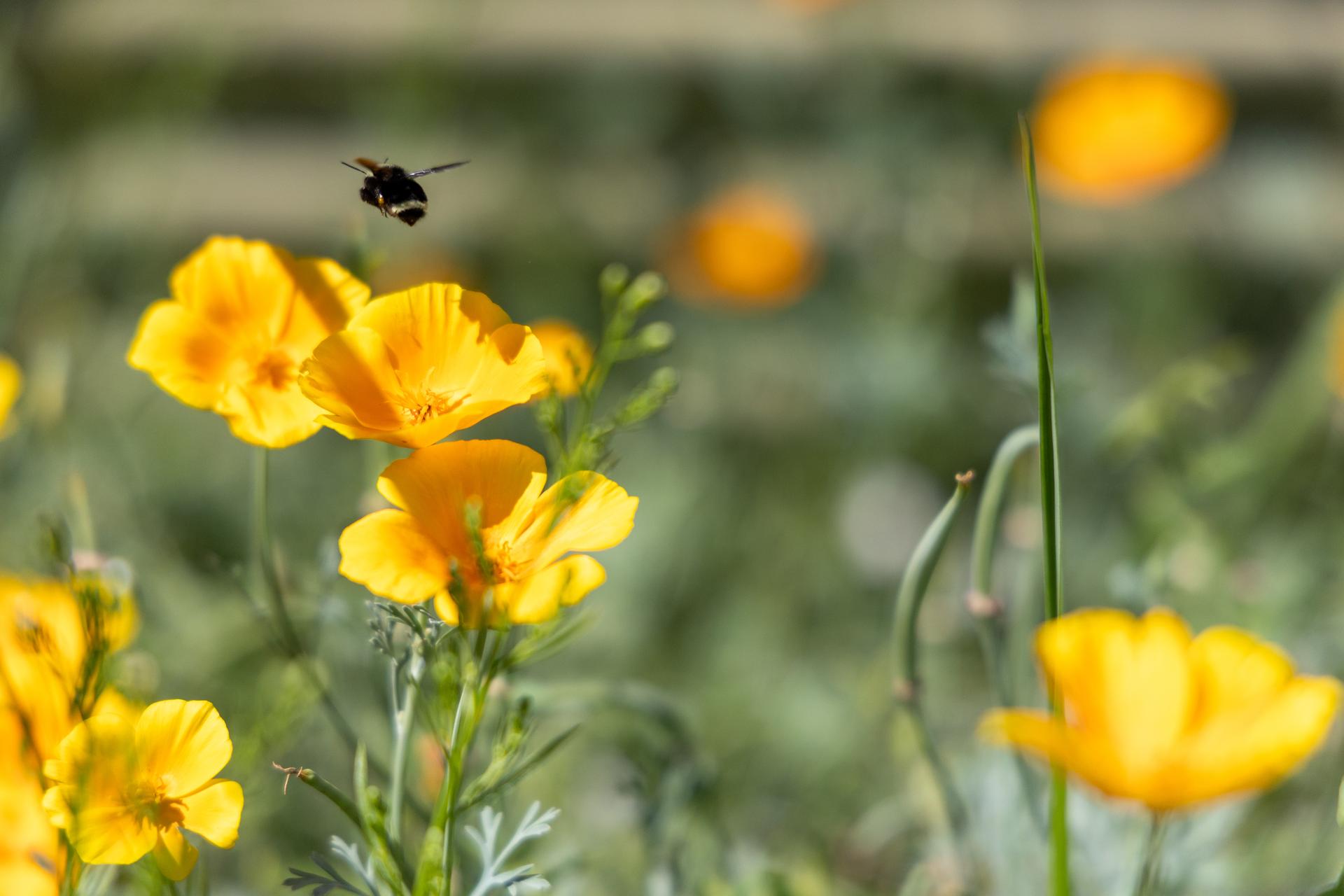 Image of a bee flying to a yellow flower.