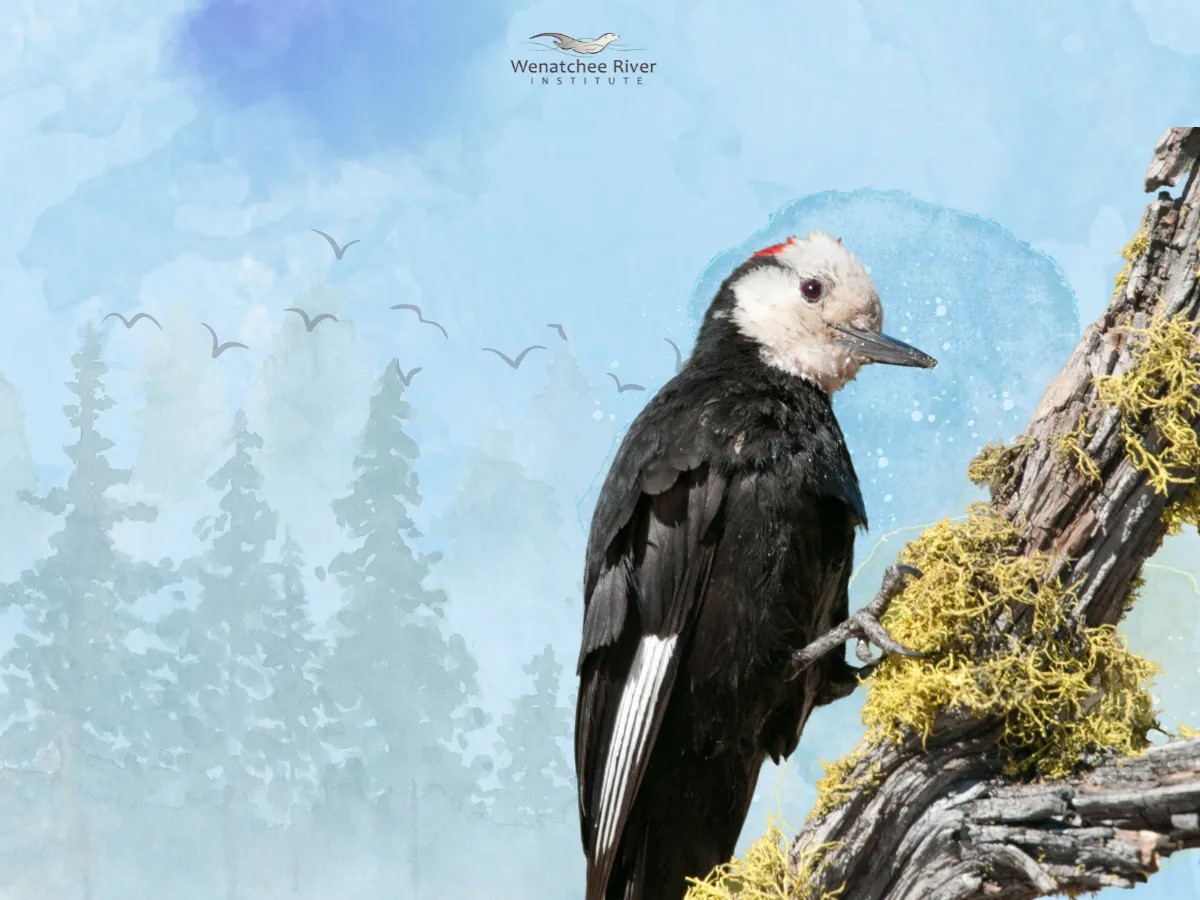 a graphic with Wenatchee River Institute logo of a bird on a tree with trees in the background to promote a birding event.