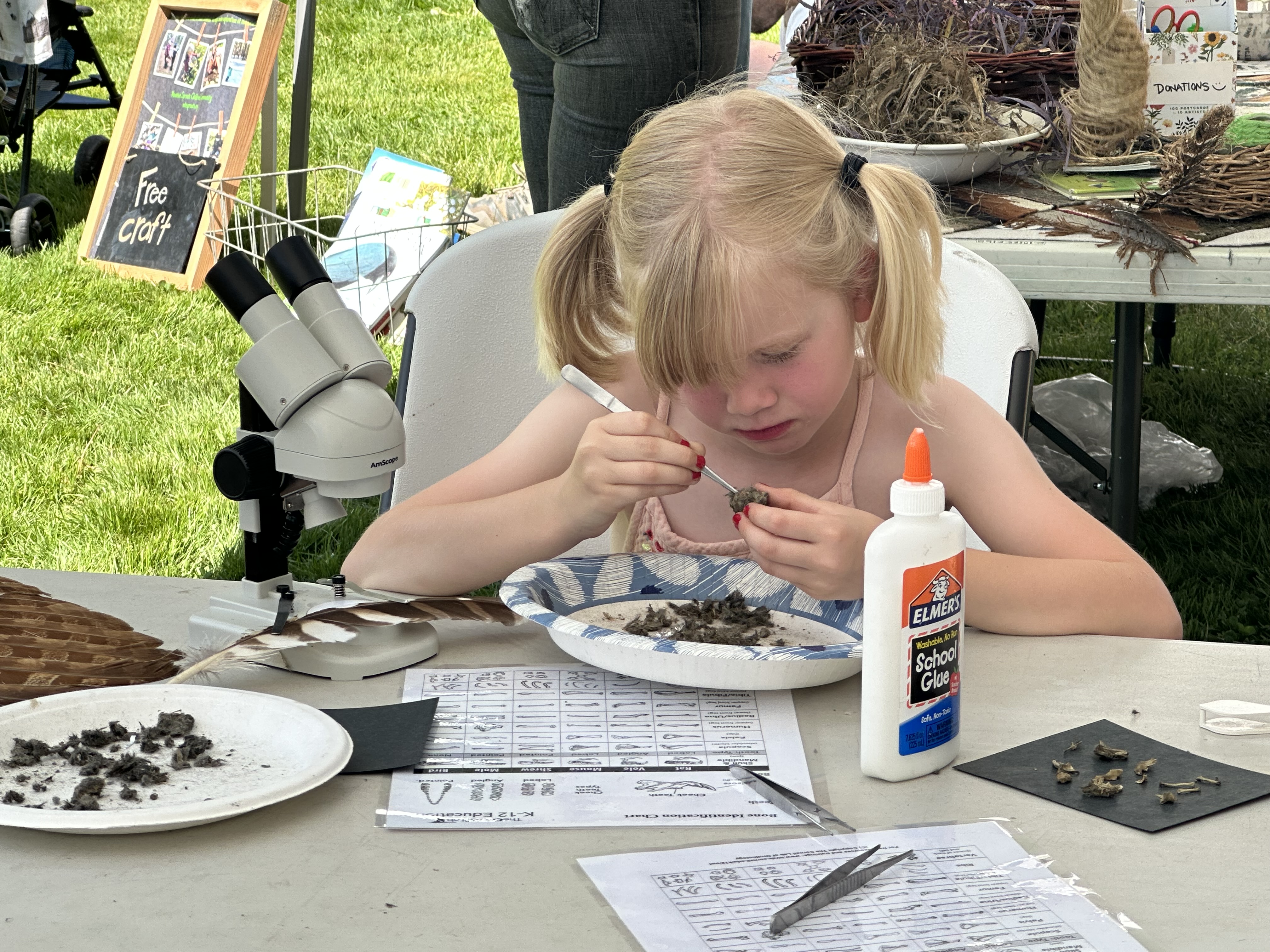A child sitting at a table dissecting owl pellets at a table. 