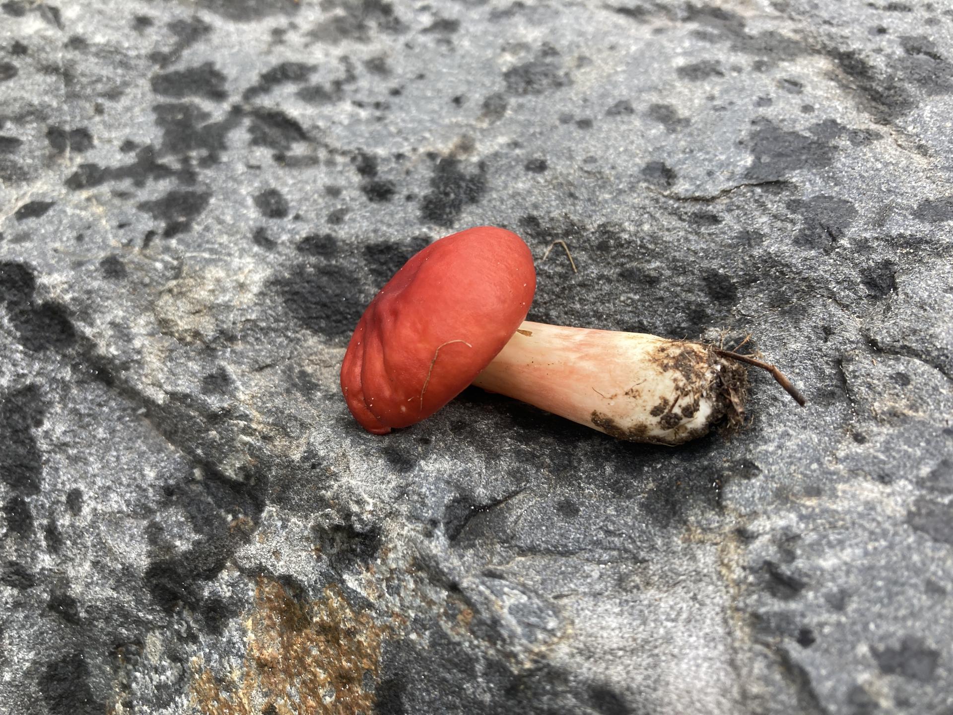 A picture of a conference room of people during the Move Beyond Land Acknowledgement retreat held at Sleeping Lady Resort.