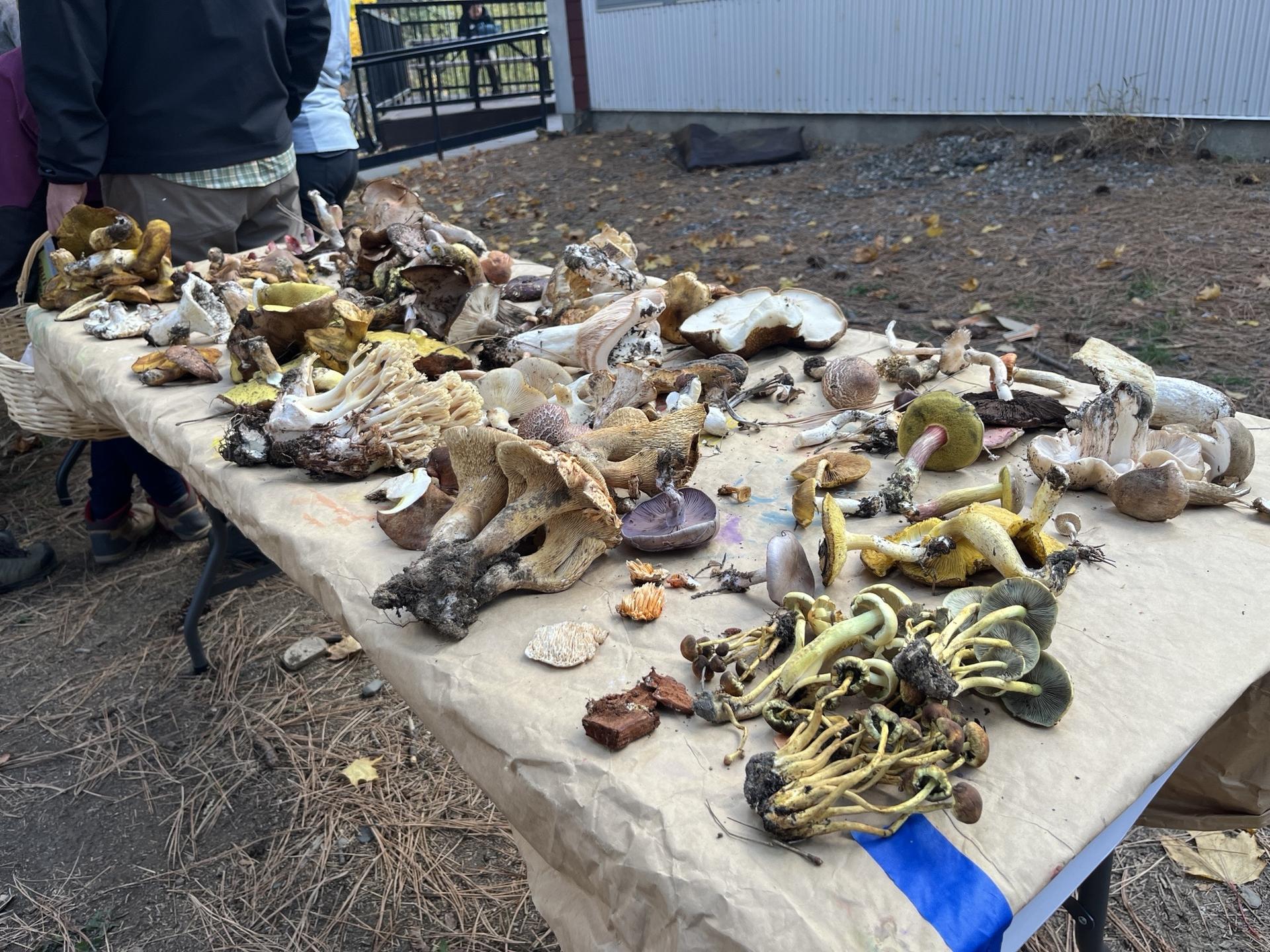 Foragers lay out all their fungi on a table to identify during the WRI and PSMS Fall Fungi Field Trip.