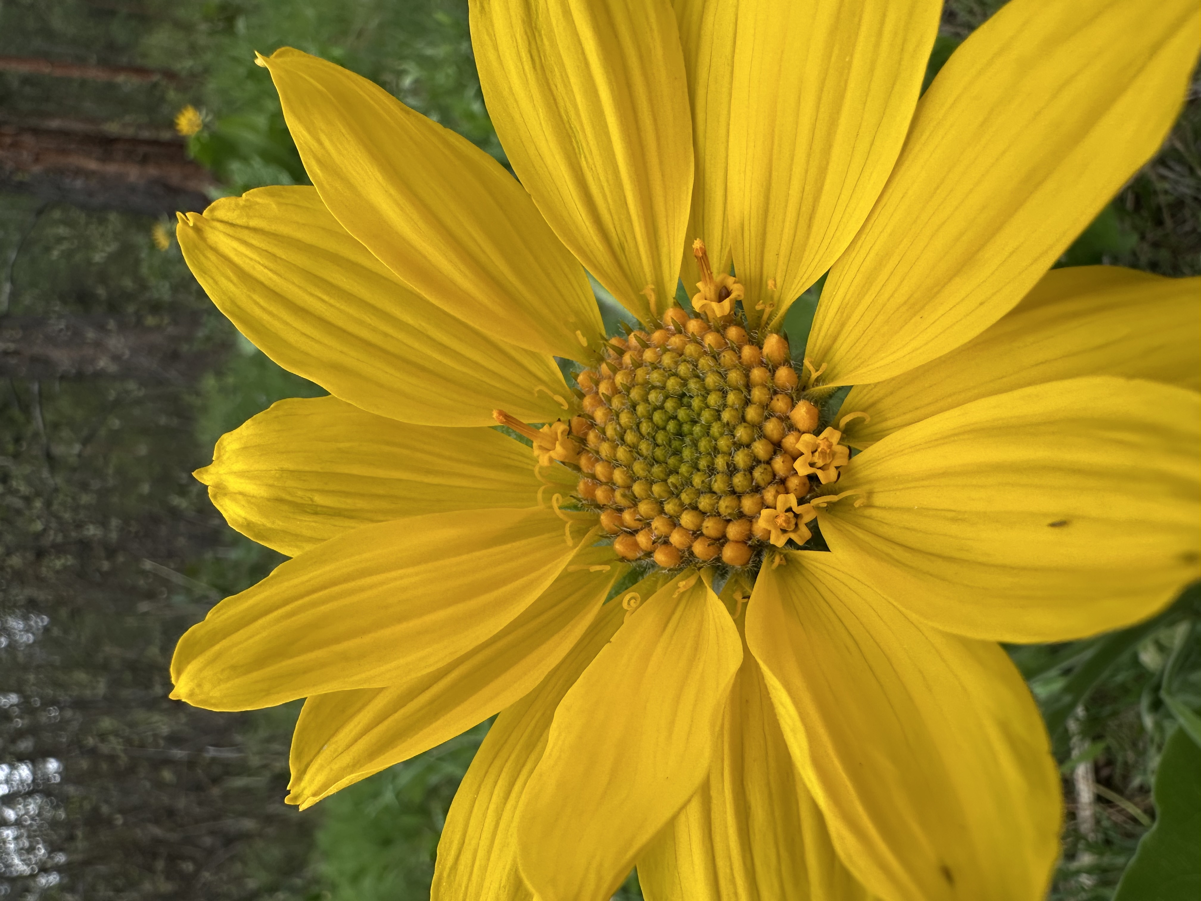 Photo of Brock presenting Weather Whiplash during a Science on Tap with Wenatchee River Institute at Ground Control in Wenatchee.