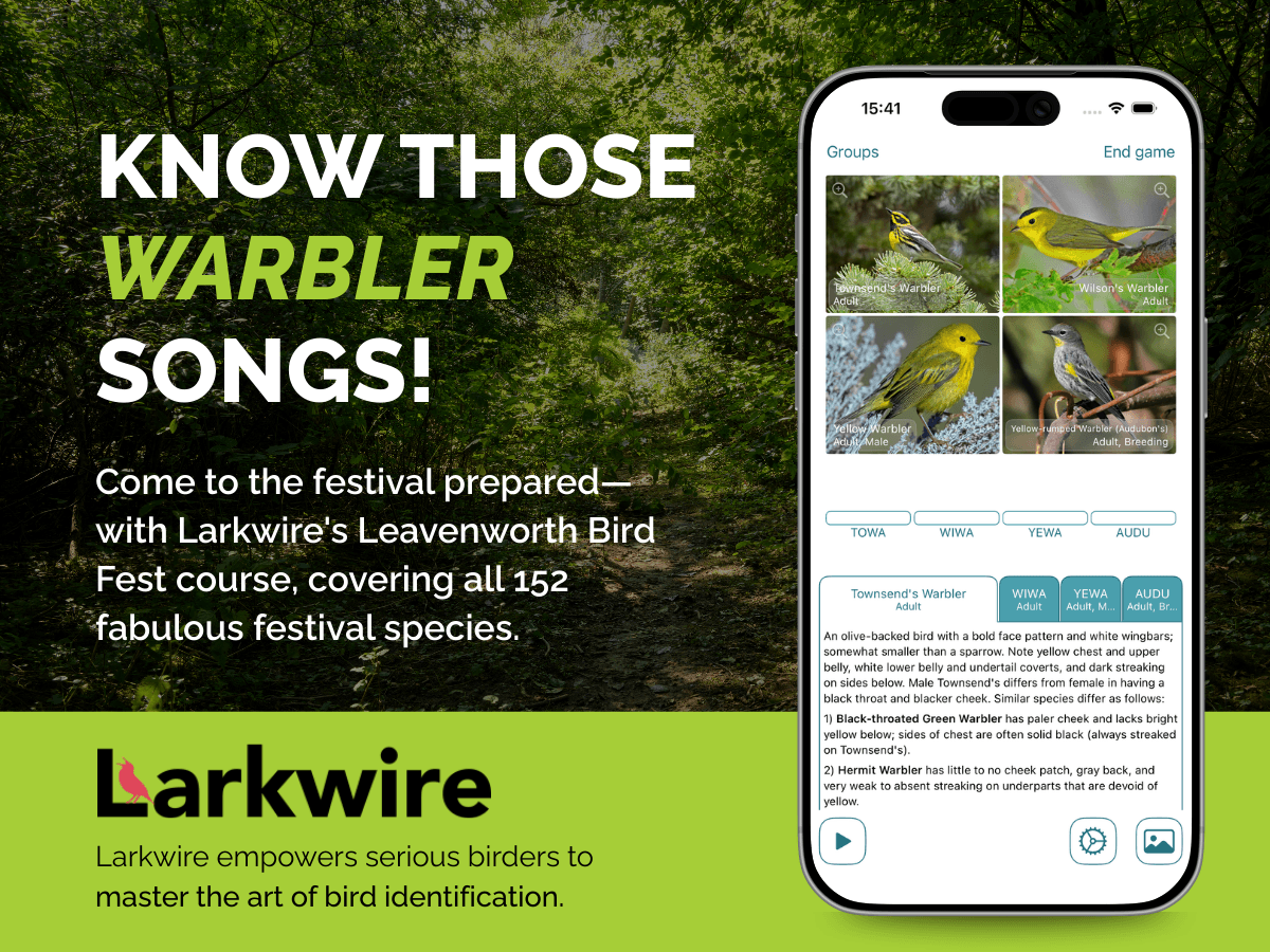 2025 Bird Fest Youth Art Contest Winner