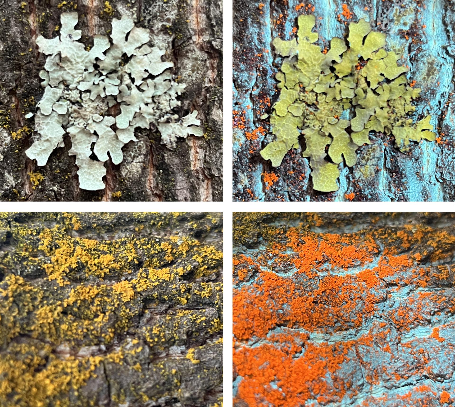 A picture of European mountain-ash tree berries.
