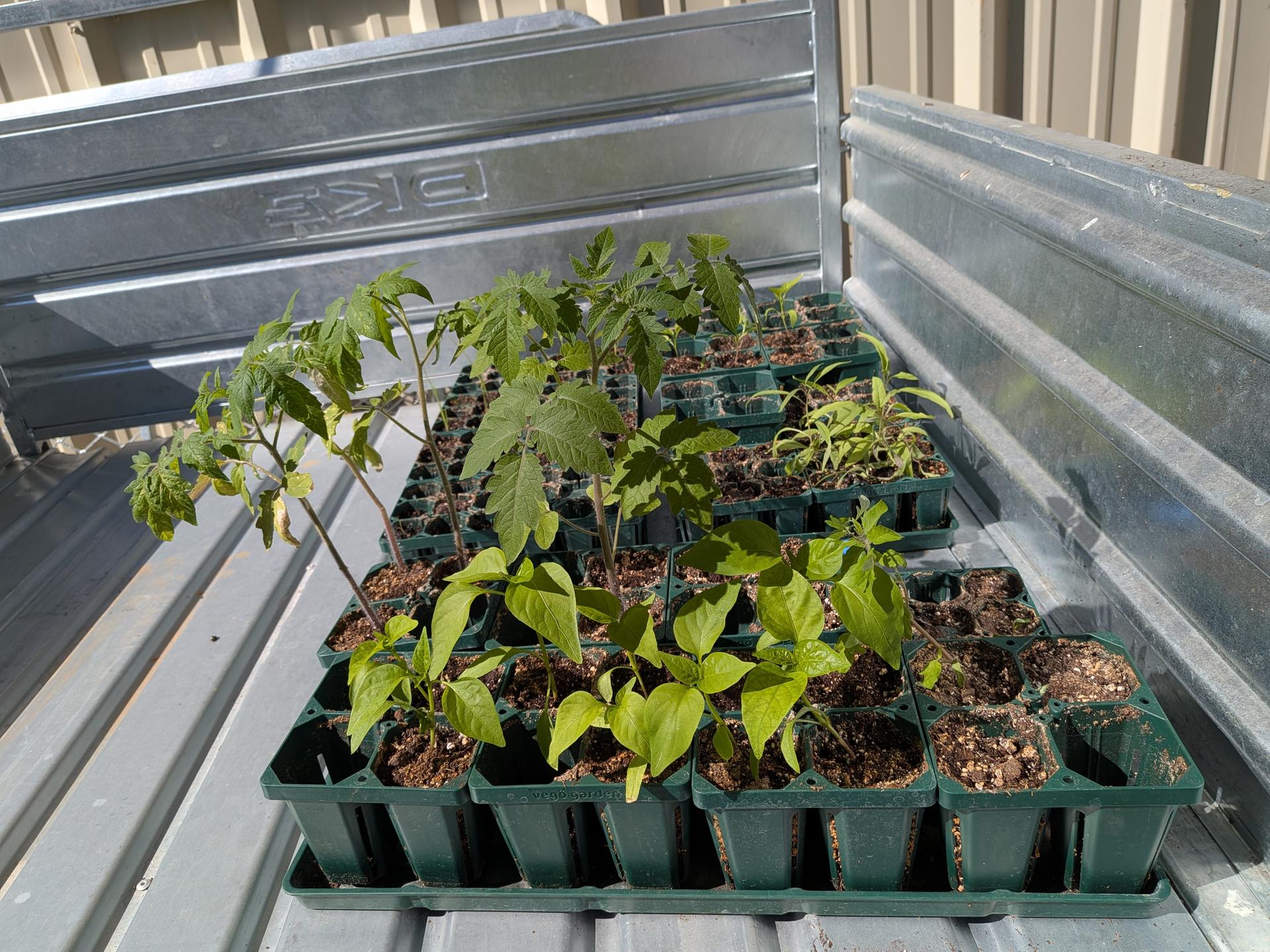A photo of seed starts in a box before getting transplanted. 