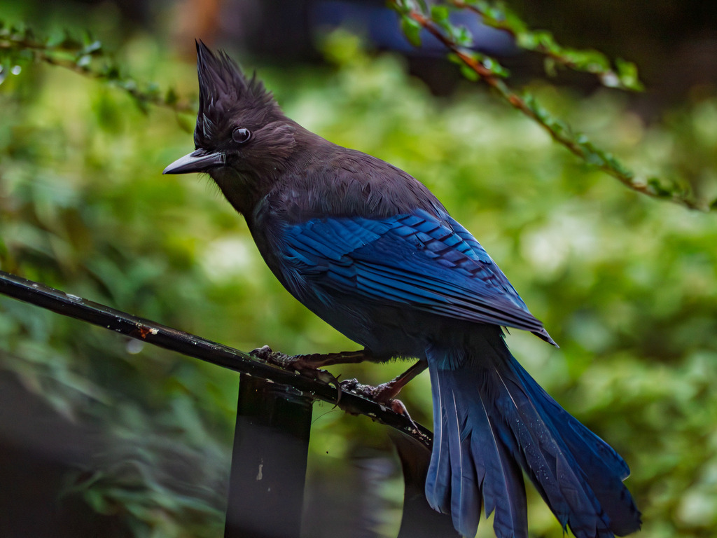 Image of a Stellar jay on a post.